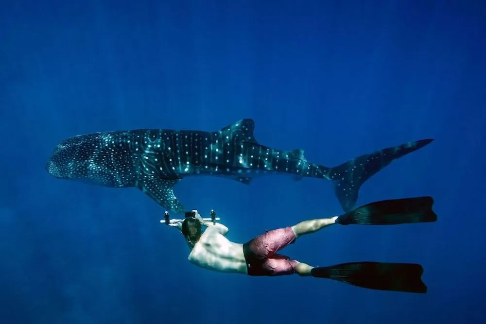 Maldives Strengthens Marine Conservation with New Whale Shark Protection Regulation