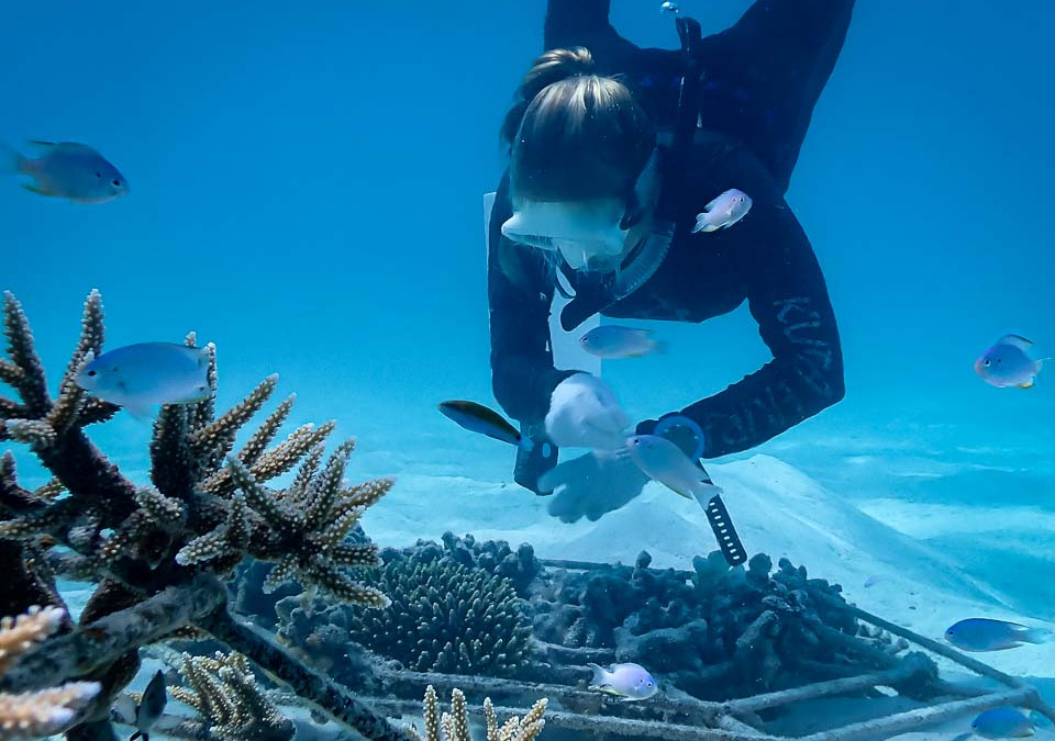 Velassaru Maldives Launches Coral Project: Engaging Guests in Hands-On Marine Conservatio